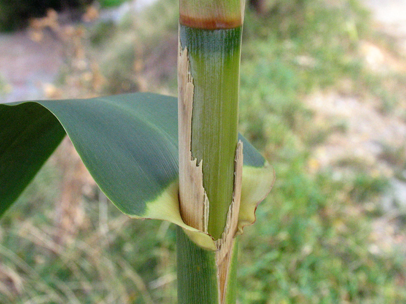 Arundo donax L. / Canna domestica.